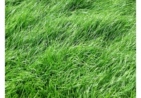 江西地毯草簡介形態特征