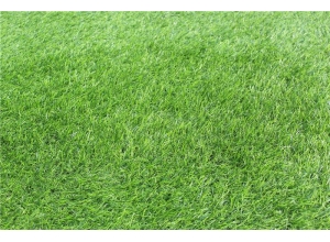 江西地毯草