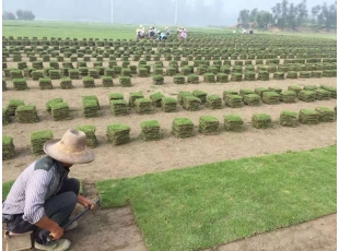 贛州江西草坪基地