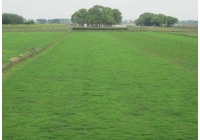 贛州馬尼拉草坪養護技術-灌溉
