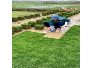 上饒江西草坪基地